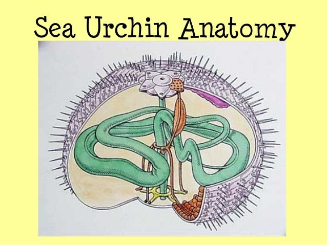 Anatomy Of Echinoderms - Anatomy Drawing Diagram