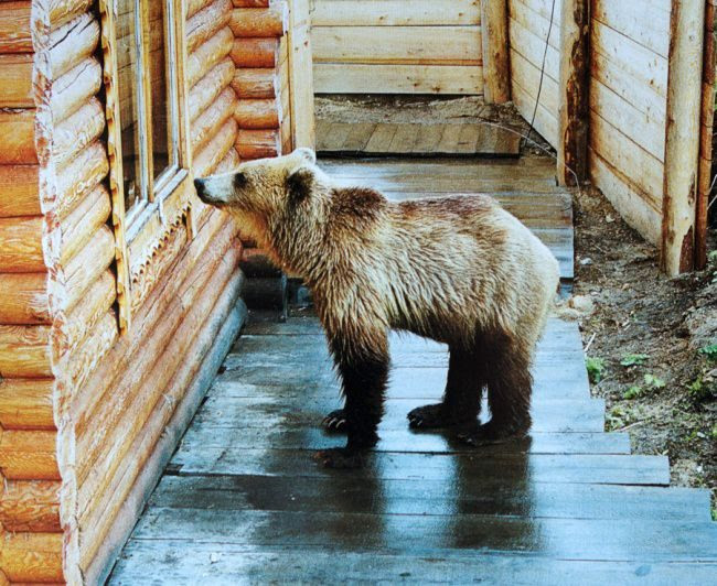 25 animals that know how to properly ask for cookies