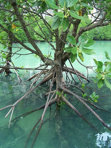 mangrove tree roots