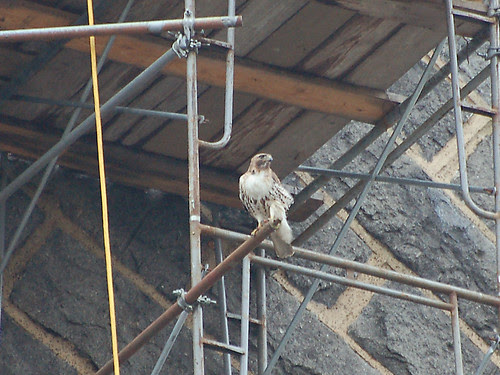 Red-Tail on Scaffolding