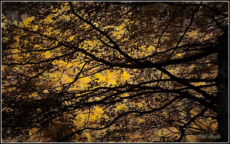 ordesa otoño 09
