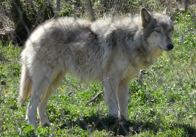Wolf Hybrid