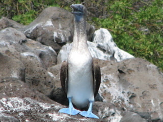 Galapagosii1