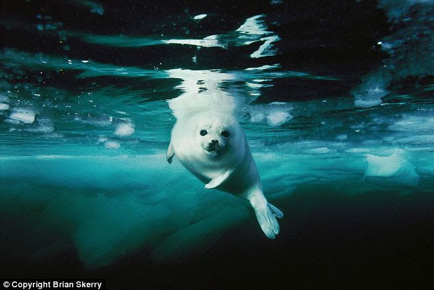 Icy climates: Harp seals - such as this one from the Gulf of St. Lawrence, Canada - face increasing challenges among melting ice sheets. Skerry has repeatedly documented the danger facing these beautiful creatures