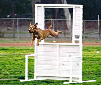 Love the agility programs?  Check out Westminster, Colorado
