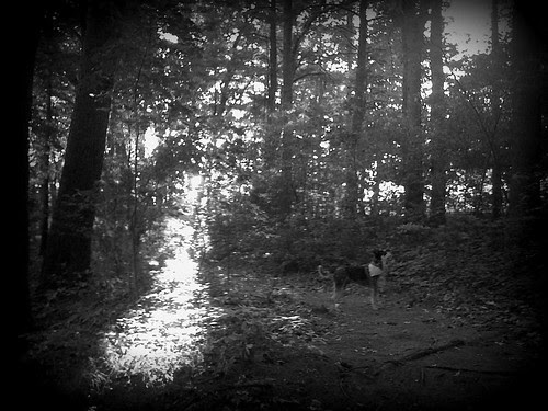 shadow shot- assabet river trail