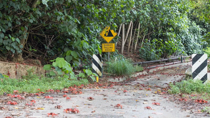 Christmas Island Crab Bridge / Crab Migration On Christmas Island
