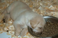 sleep in bowl