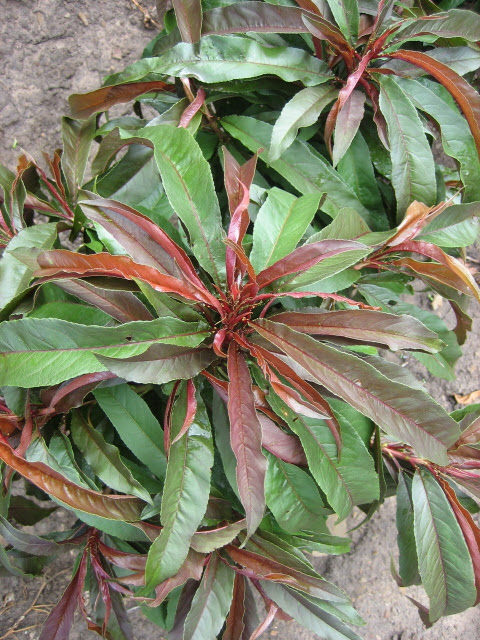 Close up of the leaves