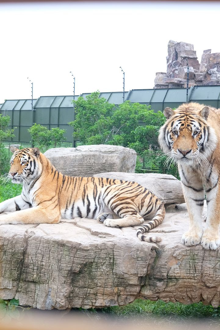 photo shanghai wildlife animal park tiger.jpg