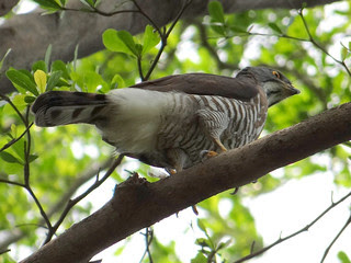 鳳頭蒼鷹/無限台南