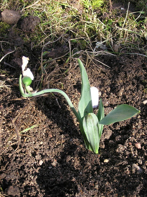 Galanthus 'Pat Mason'