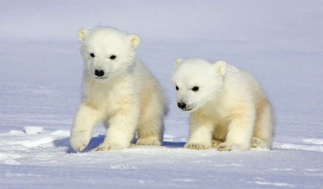 Does A Polar Bear Eat An Arctic Fox - ABIEWBR