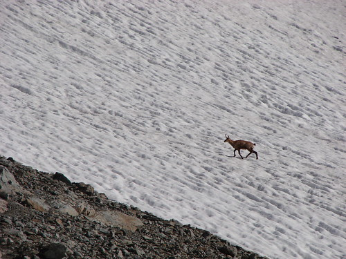 Chamois