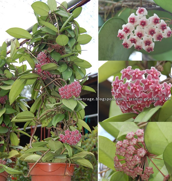 The World is Just Awesome!: Hoya spp.