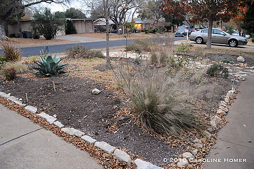Dormant perennials, agave