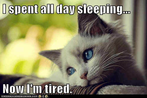 Meme Animals: First World Cat Problems - Sleep the Pain Away