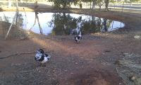 Free Image Hosting at www.ImageShack.us
