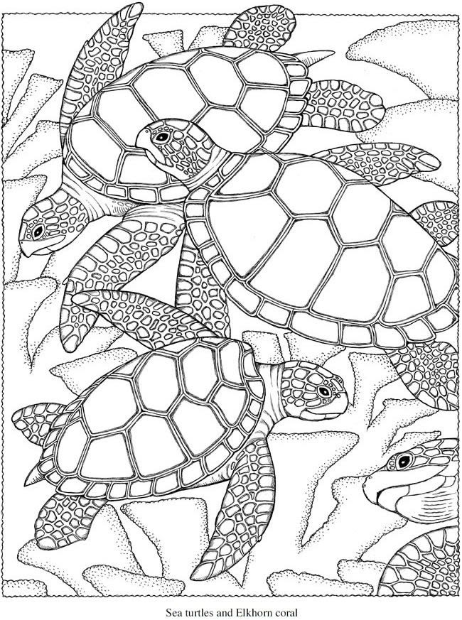 Featured image of post Turtle Coloring Pages For Adults - Other pdf readers may work too, but you should try adobe reader if anything displays incorrectly.