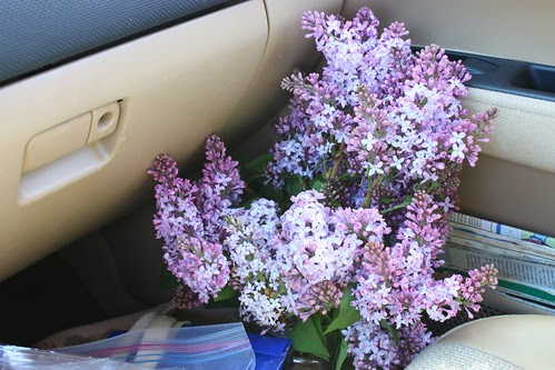 Lilacs on the move