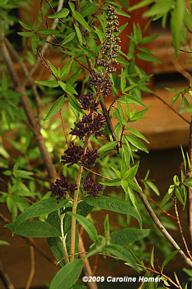 butterflybush