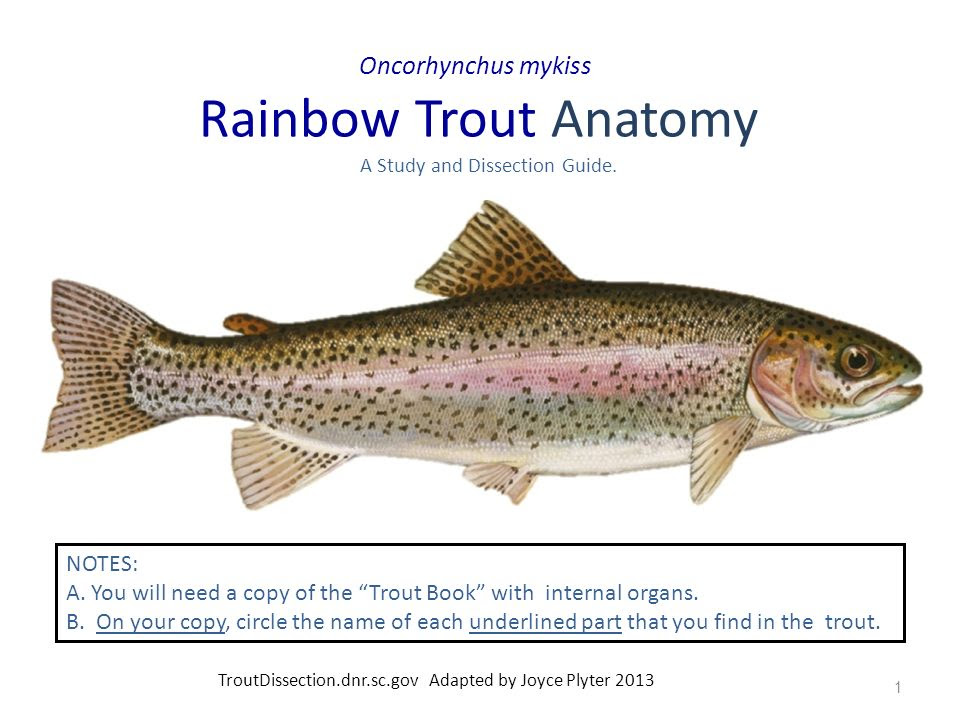 Trout Anatomy - Anatomy Drawing Diagram