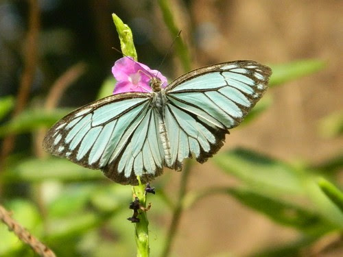 Common wanderer butterfly