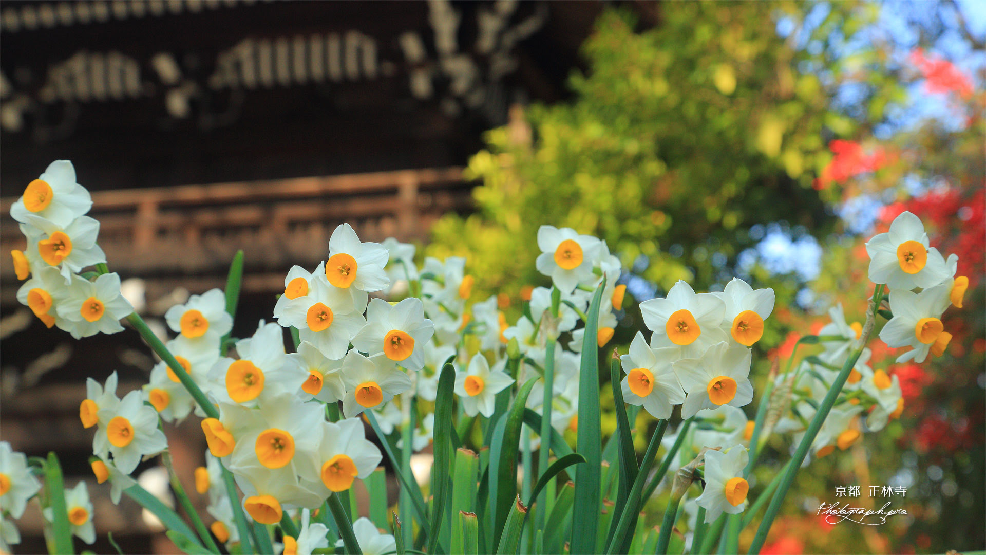 すべての花の画像 ユニーク水仙 壁紙