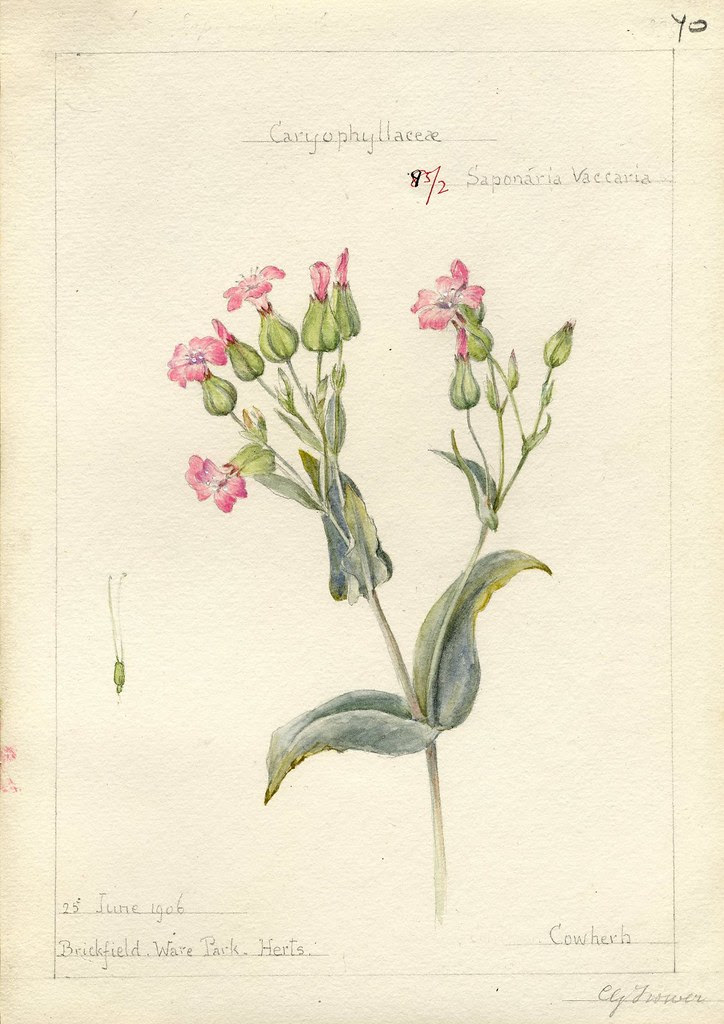 Saponaria vaccaria, Herts. 1906