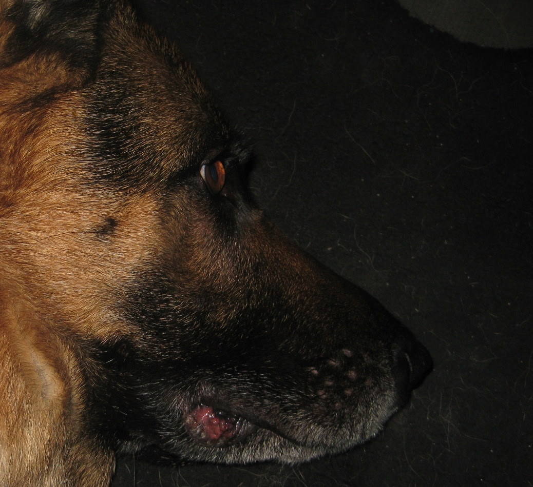 Lip Fold Pyoderma In German Shepherds Petmd