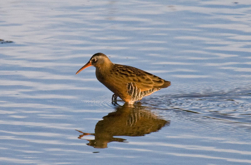Virginia Rail Virginia Rail