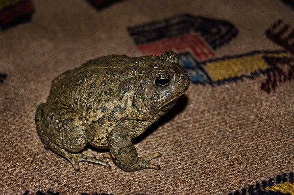Woodhouse's toad Woodhouse's toad