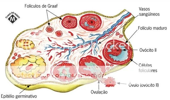 Inplantacion del ovulo