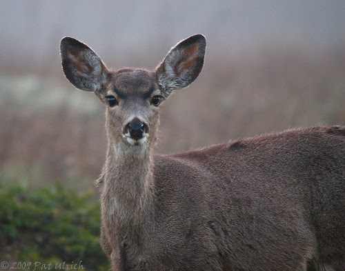 Good morning, fawn
