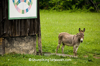  Donkey by Quilt Barn, Carter County, Kentucky 