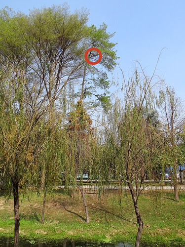 鳳頭蒼鷹/無限台南