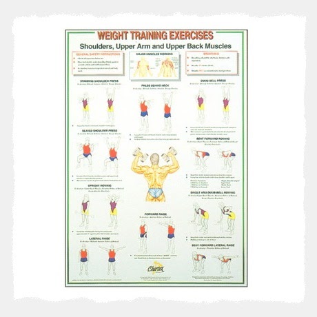 Back Muscles Chart : Leg Back Muscle Chart By Badfish81 On Deviantart