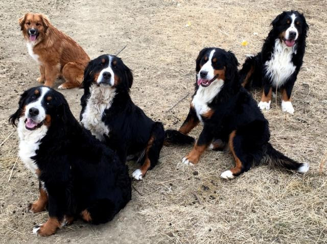 Unlocked Bernese Mountain Dog Puppies Arizona For Sale