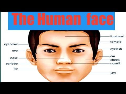 Human Face Parts In English : Human Body Parts In Polish Whatiscalled