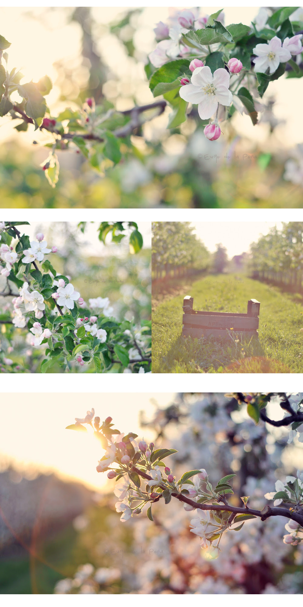 Collage Manzanas1