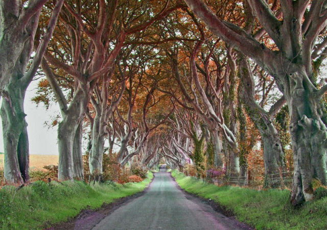 Amazing Tree Tunnel in the Northern Ireland