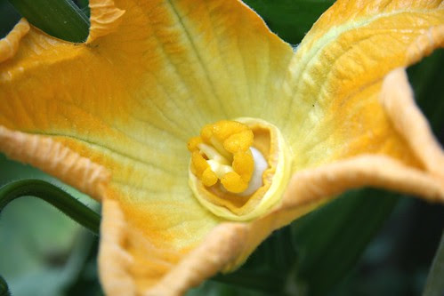 pumpkin flower close up