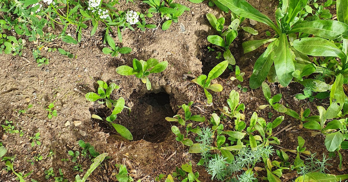 Wie Sehen Rattenlöcher Im Garten Aus Germany Garten
