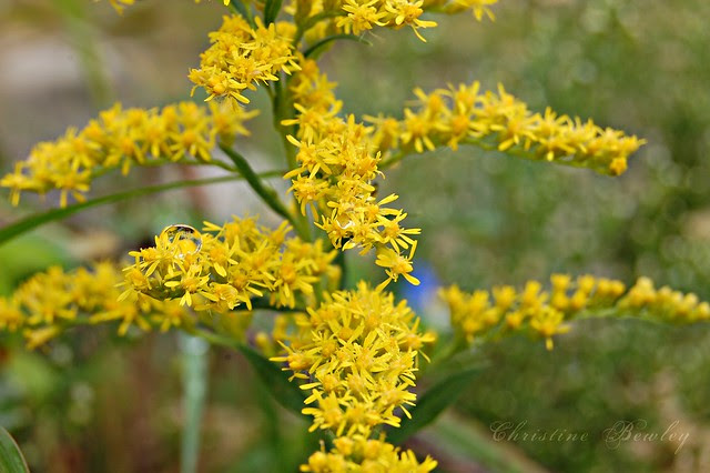 Autumn Photo Challenge - Yellow