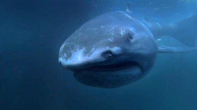 Megamouth shark: An Elusive, Goofy-Lookin Megamouth Shark Was Found On ...