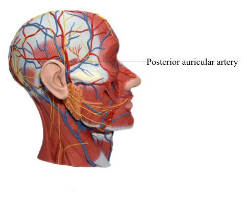 11+ Ear Anatomy External Posterior