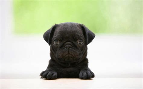fondo de pantalla Perrito Negro fondo de pantalla Perrito Negro