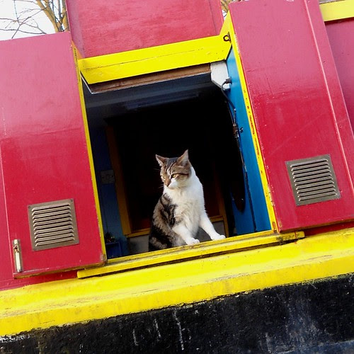 houseboat cat revisited