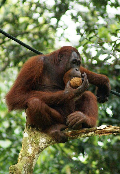 File:Orang Utan, Semenggok Forest Reserve, Sarawak, Borneo, Malaysia.JPG