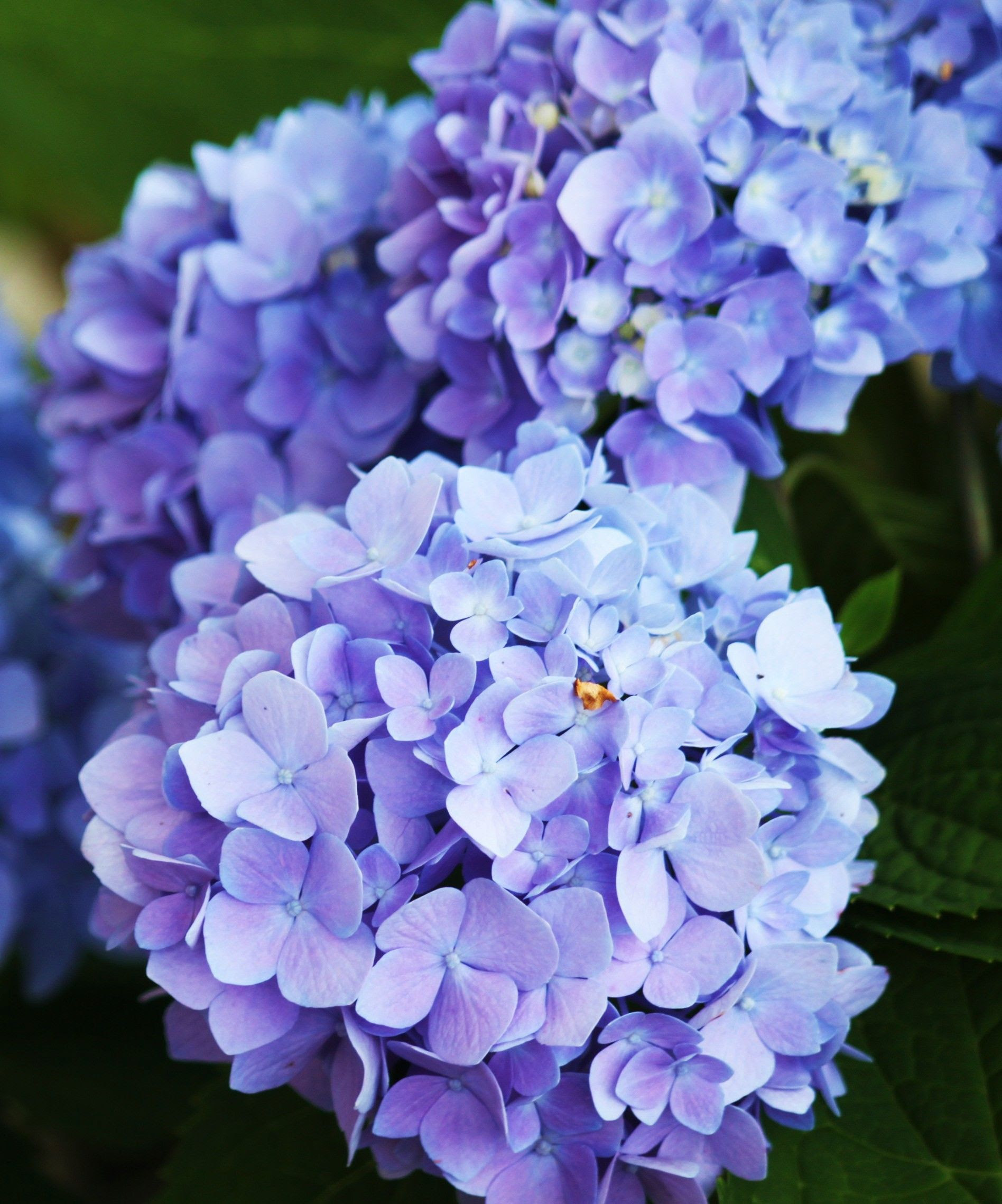 Гортензия Baladia Purple